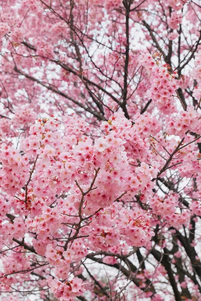 Kersenbloesem Bloem Bloeien Tuin — Stockfoto