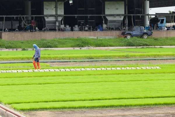 Фермер Работающий Рисовом Поле — стоковое фото