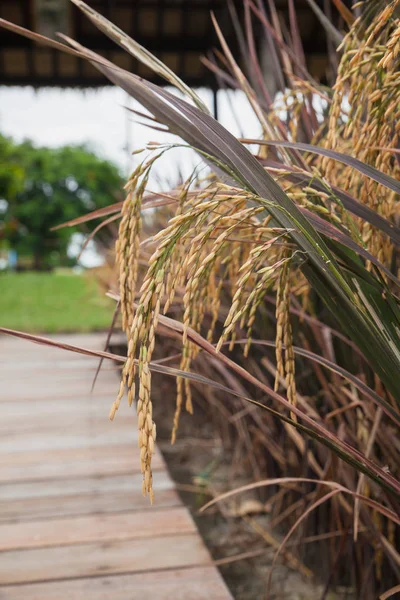 Berry pirinç spike alanında.