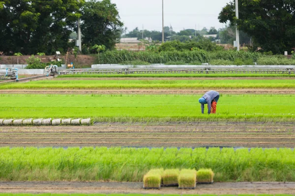Yeşil pirinç alan çalışan çiftçi