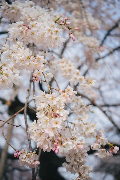 Beyaz Kiraz Çiçekleri Şubesi — Stok fotoğraf
