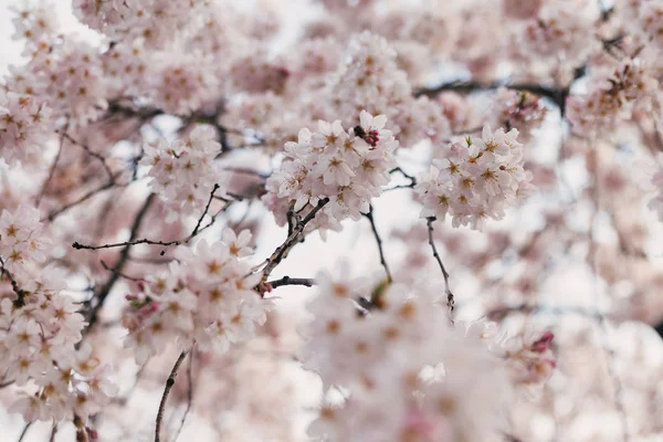 Cherry Blossoms Flower Blooming Garden — Stock Photo, Image