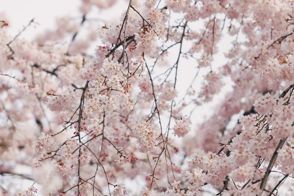 Zweig Weißer Kirschblüten — Stockfoto