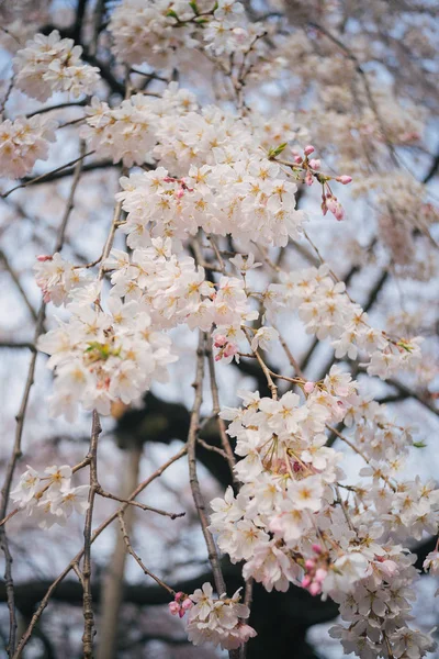 Pobočka Bílé Třešňové Květy — Stock fotografie