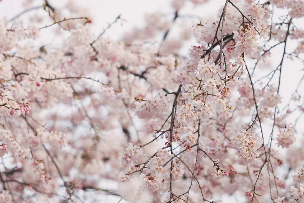 Ramo Fiori Ciliegio Bianchi — Foto Stock