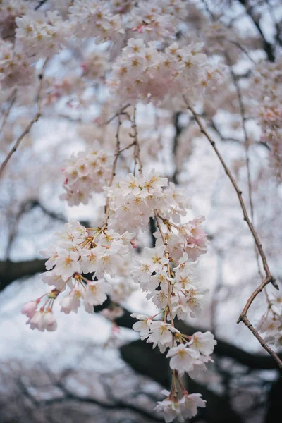 Υποκατάστημα Της Λευκά Άνθη Κερασιάς — Φωτογραφία Αρχείου