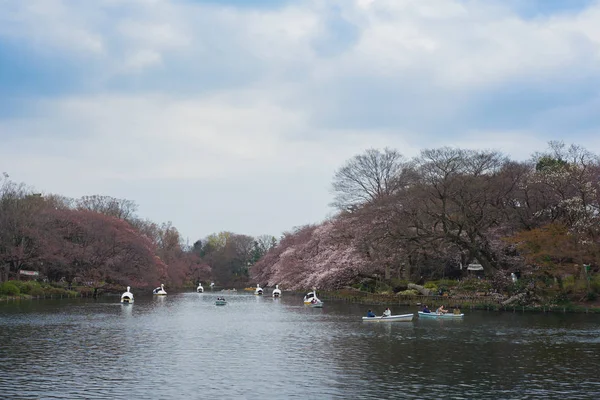 Tokyo Japan March Trveler Ride Swan Boat Inokashira Pond — Stock Photo, Image