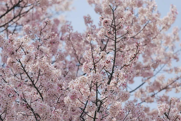 Branch White Cherry Blossoms — Stock Photo, Image