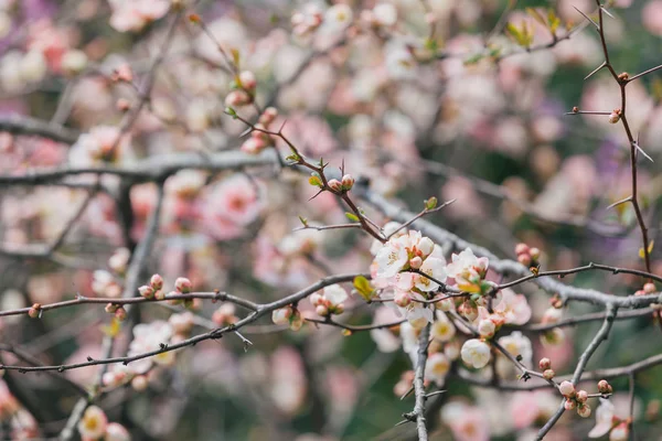Zweig Weißer Kirschblüten — Stockfoto