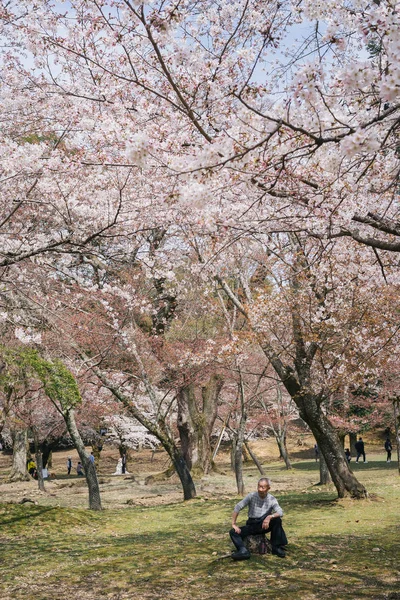 Nara Japan March Japanese People Coming See Cherry Blossoms Flower — Stock Photo, Image