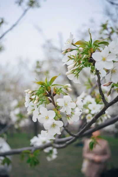 Υποκατάστημα Της Λευκά Άνθη Κερασιάς — Φωτογραφία Αρχείου