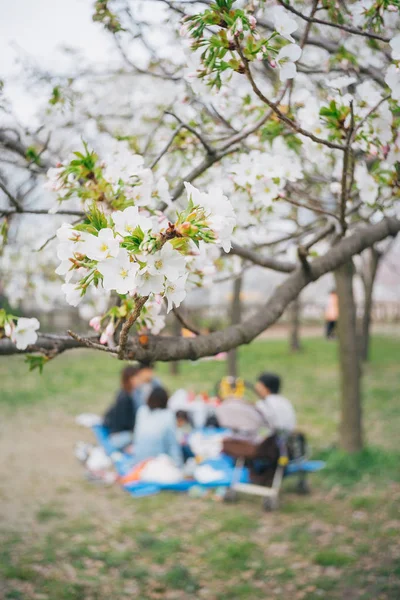 Ludzie Piknik Kwiatem Wiśniowe Kwiaty Ogrodzie — Zdjęcie stockowe
