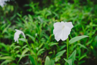 Phu Hin Rong Kla Milli Parkı'nda sahada Beyaz Çiçek, Tayland.