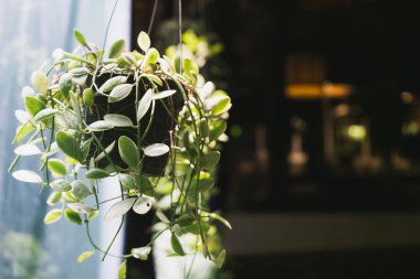 Kafede asılı dave ağacının yakın.