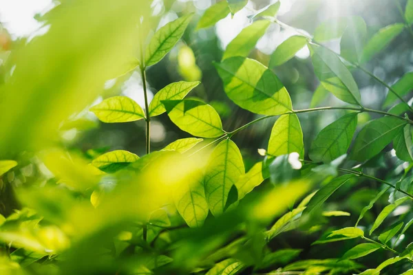 Groene Bladeren Met Zonnestralen Tuin — Stockfoto