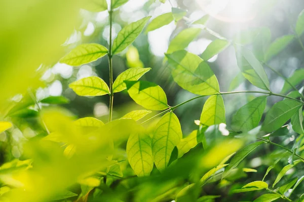 Groene Bladeren Met Zonnestralen Tuin — Stockfoto