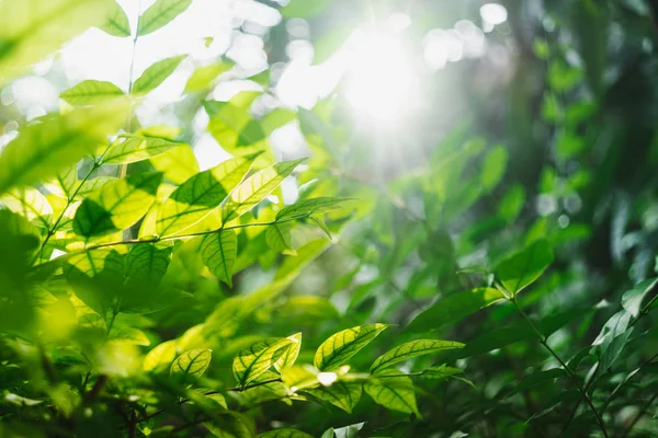 Groene Bladeren Met Zonnestralen Tuin — Stockfoto