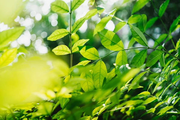 Groene Bladeren Met Zonnestralen Tuin — Stockfoto