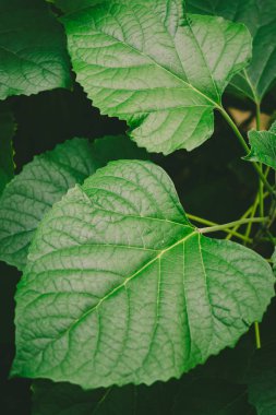 Yaratıcı yeşil yaprakları arka plan.