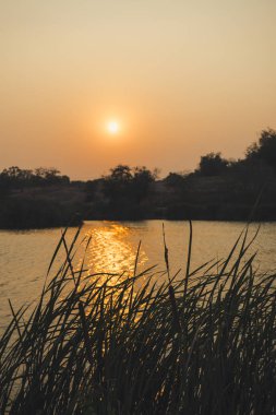 Gün batımı ile gölet ve sahil ağacı silueti.