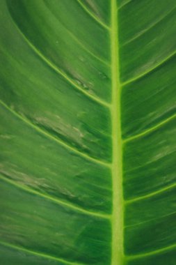 Close up van groene blad achtergrond.