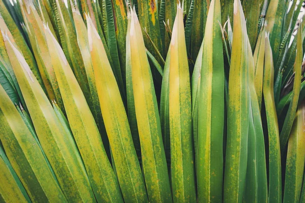 Крупный План Текстуры Зеленых Пальмовых Листьев — стоковое фото