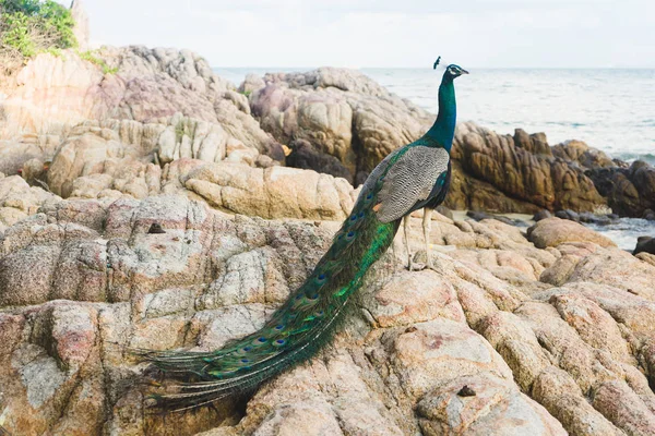 Sahile yakın taş üzerinde duran tavus kuşu.