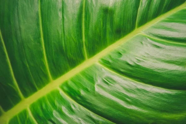 Close up van groene blad achtergrond.