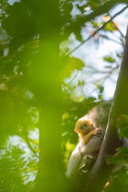 Ormanda ağaçüzerinde anne ile Dusky Langur Monkey bebek.