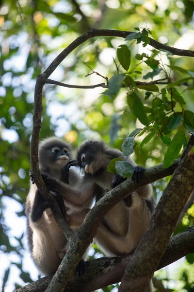 Dusky Langur Monkey sitter på trädgrenen i skogen. — Stockfoto