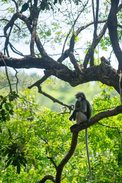 Dusky Langur Monkey sitter på trädgrenen i skogen. — Stockfoto