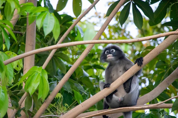 Dusky Langur Monkey siedzi na gałęzi drzewa w lesie. — Zdjęcie stockowe