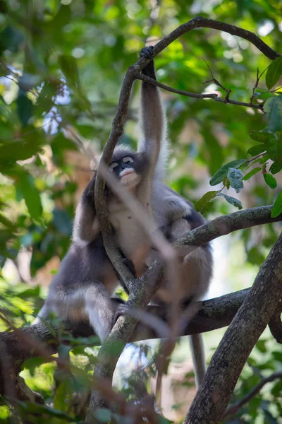 Dusky Langur Monkey sitter på trädgrenen i skogen. — Stockfoto