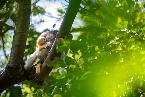 Dusky Langur Monkey baby med mamma på trädet i skogen. — Stockfoto