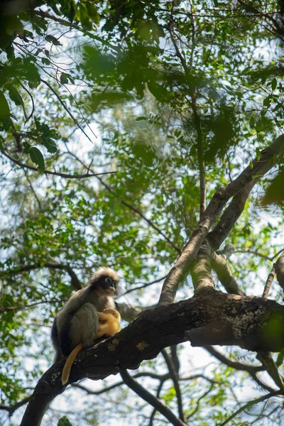 Dusky Langur Monkey baby med mamma på trädet i skogen. — Stockfoto