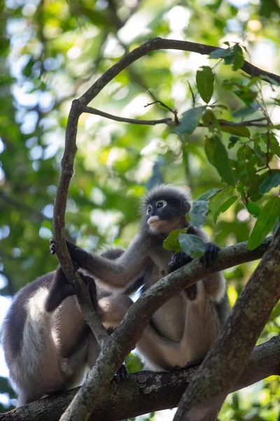 Dusky Langur Monkey sitter på trädgrenen i skogen. — Stockfoto