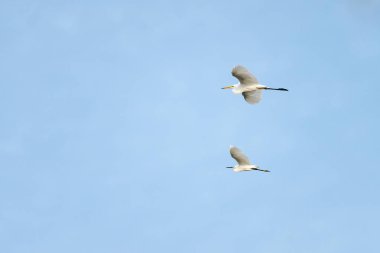 Mavi gökyüzü ile Uçan Büyük Egret sürüsü.