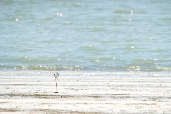 black-winged stilt walking on the beach