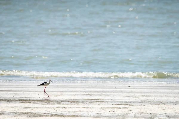 black-winged stilt walking on the beach