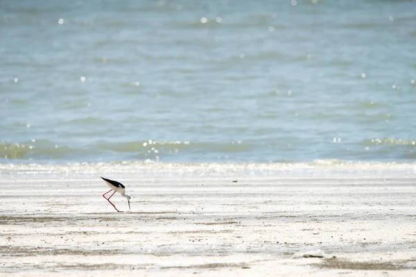 black-winged stilt walking on the beach