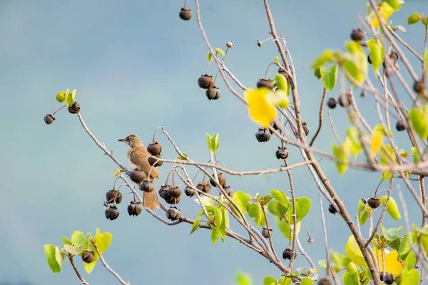 Bulbul de orelhas listradas (Pycnonotus blanfordi) no ramo da árvore . — Fotografia de Stock