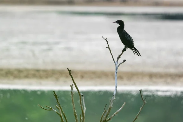 Velký kormorant nebo Phalacrocorax Carbo se nachází na větvi stromové struktury. — Stock fotografie