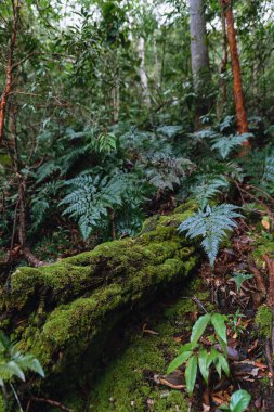 Mosses Pha Hin de yağmur ormanlarında çürümüş ağaç gövde kapağı 
