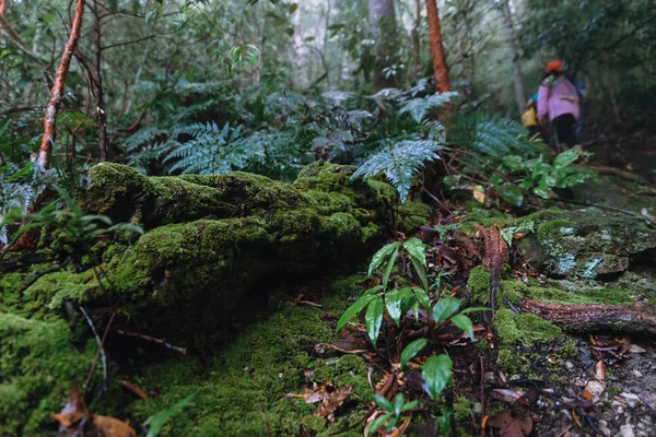 Nature trail with mosses cover the decomposed tree trunk in rain — Stock Photo, Image