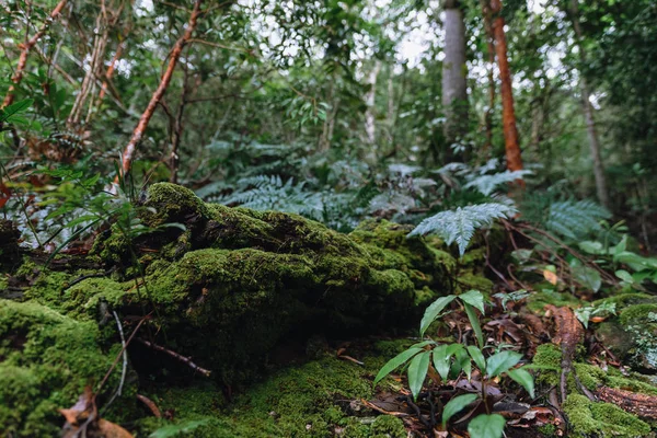 Tumbuhan lumut menutupi batang pohon yang membusuk di hutan hujan di Pha Hin — Stok Foto