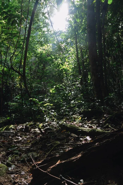 Пышная растительность тропических лесов Малайзии в Hala Bala Wildlife sanc — стоковое фото
