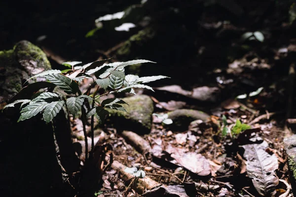 Küçük ağaç ormanda yerde yetişir.