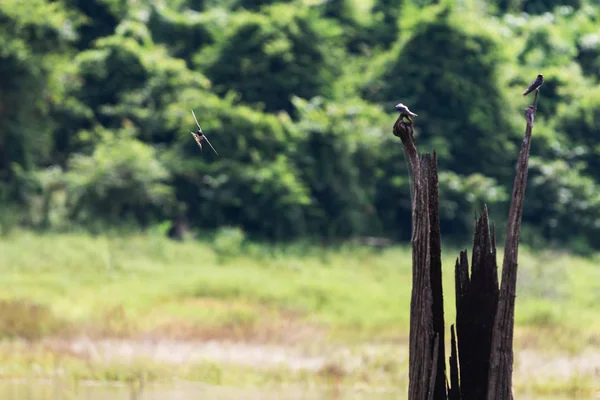 Swiftlets fågel flyga över vattnet i hala-Bala Wildlife Sanctuar — Stockfoto