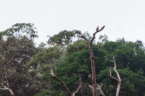 Hala-Bala yaban hayatı kutsal, Yala, Tayland şube dinleniyor Şahin.
