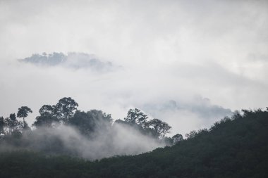Hala Bala yaban hayatı kutsal tropikal yağmur ormanlarında tepeye yağmur sonra sis ile Ağaçlar.